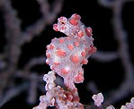 Tulamben Pygmy Seahorse