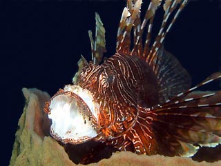 Tired Lionfish