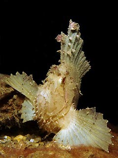 Leaf Scorpionfish