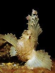 Leaf Scorpionfish