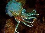 Colourful Cuttle