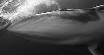 Minke Whale