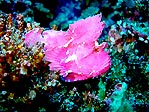 Pink Leaf Scorpionfish