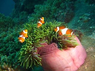 Clownfish and Anemone