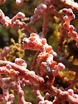 Pygmy Seahorse