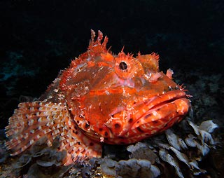 Red Rockcod posing