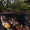 Mangroves and Sponges