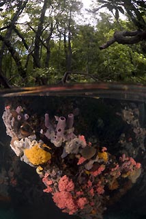 Mangroves and Sponges