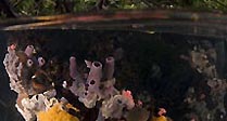 Mangroves and Sponges