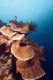 Table Coral