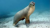 Australian Sea Lions - what a buzz!