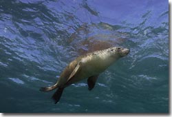 Australian Sea Lions - what a buzz!Hopkins Island,South Australia