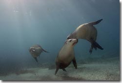 Australian Sea Lions - what a buzz!Hopkins Island,South Australia