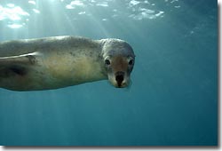 Australian Sea Lions - what a buzz!Hopkins Island,South Australia