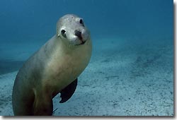 Australian Sea Lions - what a buzz!Hopkins Island,South Australia