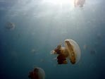 Jellyfish Lake