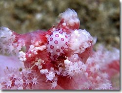 Cowries and Ovulids