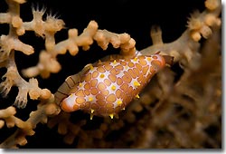 Cowries and Ovulids