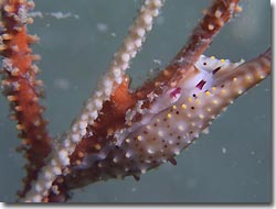 Cowries and Ovulids