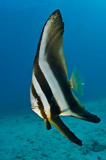 Batfish