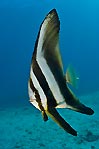 Batfish