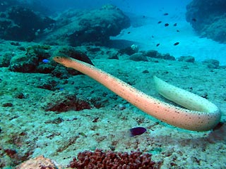 Lighthouse Sea Snake