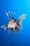 Lionfish on the Move