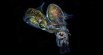 Mating Dumpling Squid