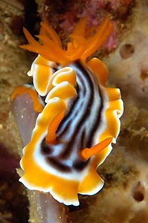 Nudi Night