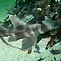 Crested Hornshark