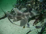 Crested Hornshark