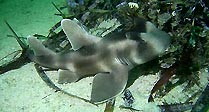 Crested Hornshark