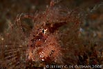 Ambon Scorpionfish