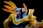 Chromodoris magnifica