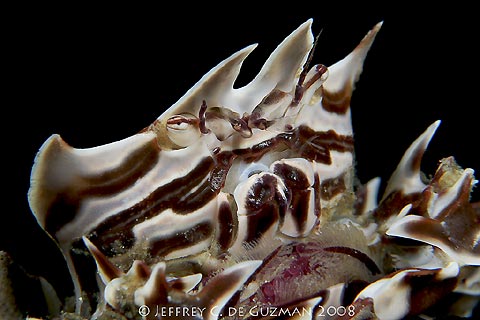 Zebra Crab with Eggs