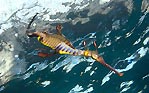 Weedy Seadragon