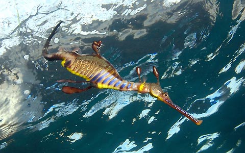 Weedy Seadragon