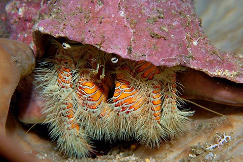 Hermit Crab