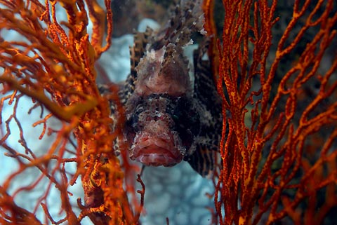 Lionfish in Coral