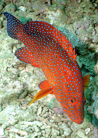 Coral Cod