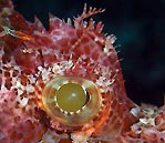 Eye-ball of a Scorpionfish