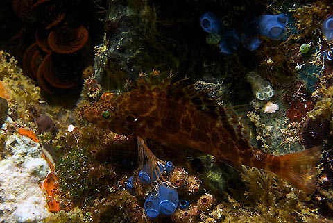 Hawkfish With Glowing Green Eyes