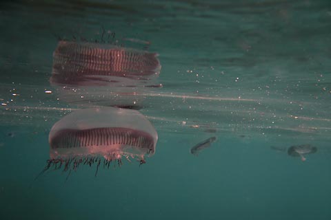 Jellyfish