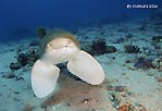 Leopard Shark