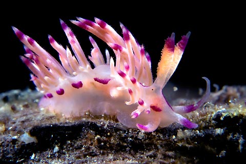 Flabellina rubrolineata