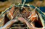 Tube Worm