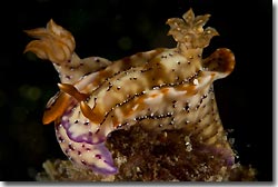 Hypsolodoris krakatoa, Anilao, Philippines