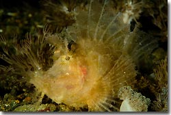 Rhinopia frondosa, Anilao, Philippines