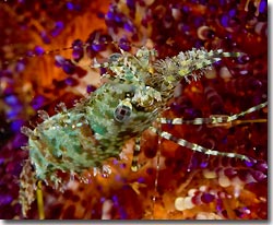 Saron Shrimp, Anilao, Philippines