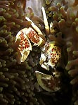 Anemone Crab